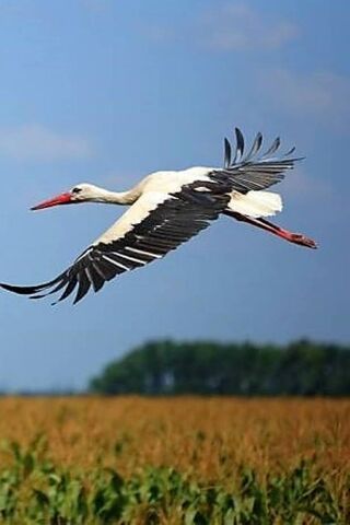 Soaring High: The Majestic Stork 🦩✨