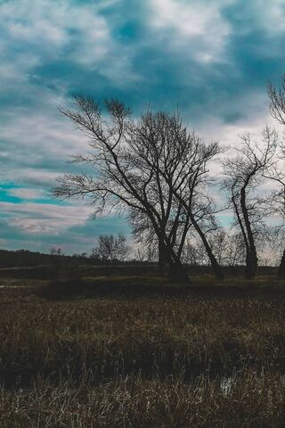 Whispers of the Wild 🌿