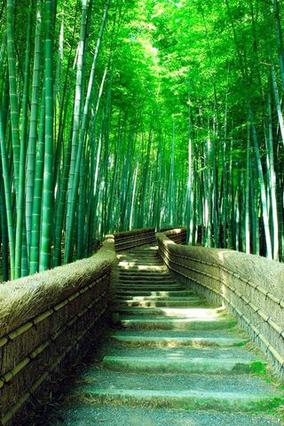 Pathway Through the Bamboo Grove 🌿✨