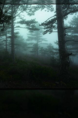 Enchanted Mist: A Journey Through Foggy Woods 🌲🌫️
