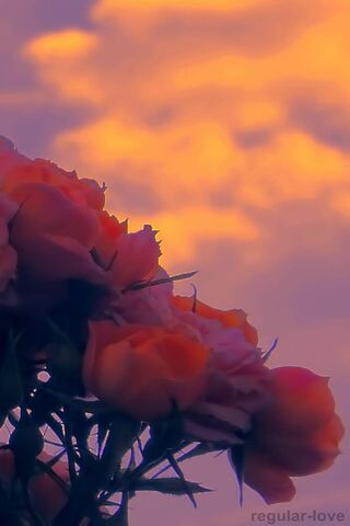 Sunset Blooms 🌹🌅