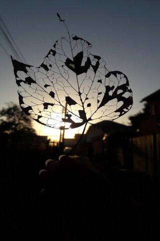 Nature's Silhouette: A Leaf's Last Light 🌅🍃