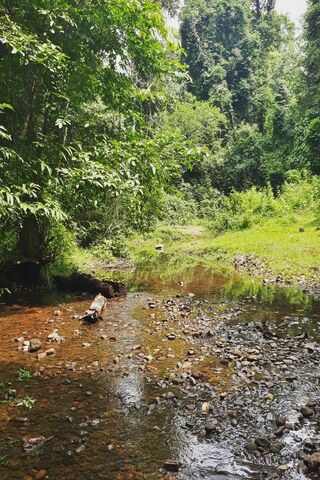 Enchanted Greens of Kerala 🌿✨