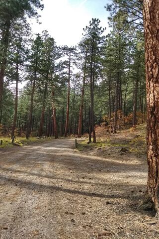 Whispers of the Forest Road 🌲✨
