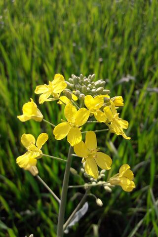 Golden Blooms of Yellow Mustard 🌼✨