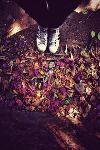 Stepping into Style: The Adidas Superstar