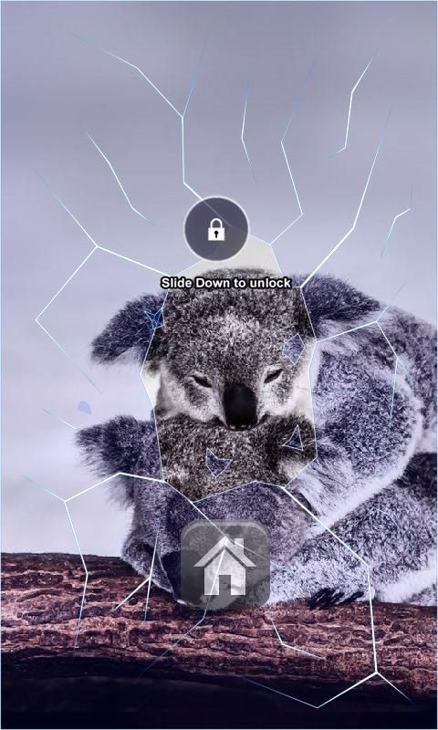 Koala Bears Lock Screen