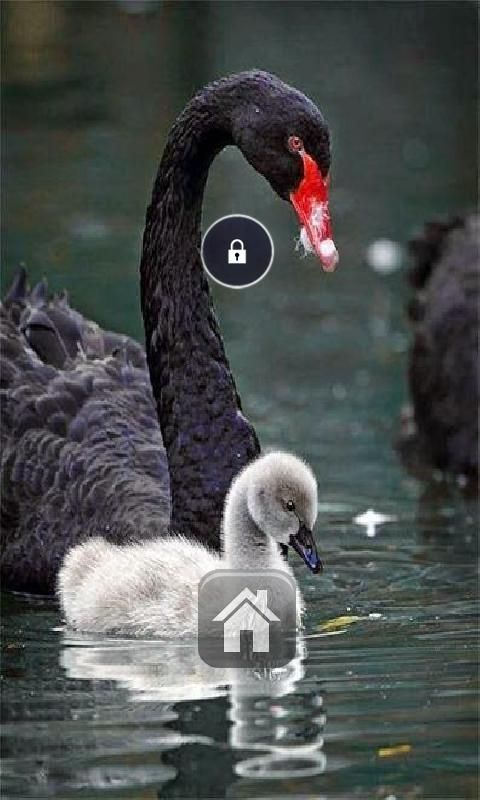 Cute Swans Lock Screen Theme