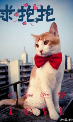 Cat With Ribbon