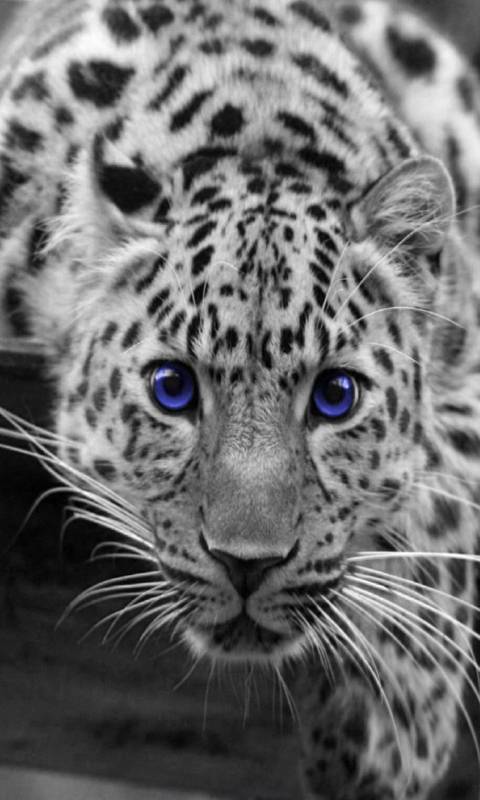 Blue eyes by vanko Go Launcher