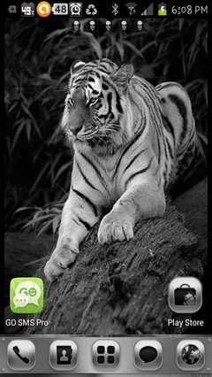 watchful tiger