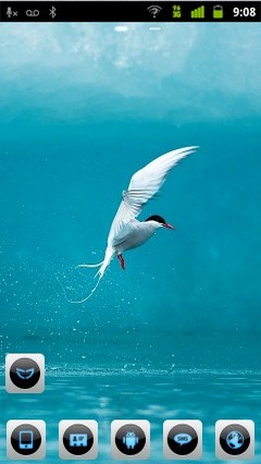 Arctic Tern Bird