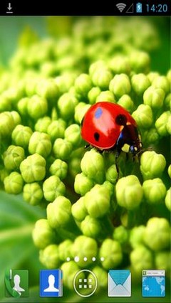 Beautiful Ladybug