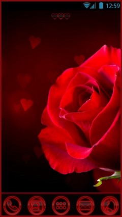 Rose red love