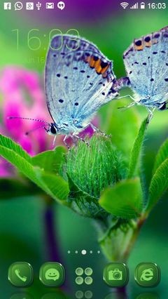 Blue Butterflies 381