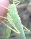 Grasshopper (Improved)