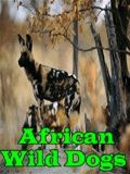 AfricanWildDogs