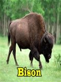 Bison