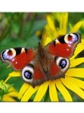 Schmetterlings-Hintergründe 240x320 KeypadPhone