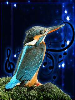 Birds Sound Effects (240x320) Java App - Download for free on PHONEKY
