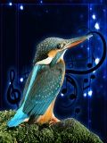 Vögel Soundeffekte (320x240)