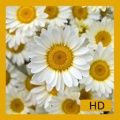 FloresPapel de Parede 360x640 Symbian