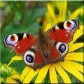 Butterfly Wallpapers 240x400
