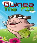 Guinea The Pig