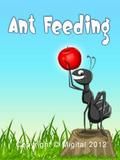 النمل تغذية مجانية