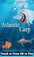 Atlantic Carp