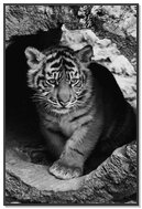 Cute Baby Tiger Wallpaper Download To Your Mobile From Phoneky