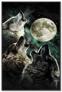 Tres lobos luna