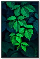 エメラルドキャノピー：自然の緑に包まれて🌿✨