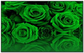 緑のバラ壁紙 Phonekyから携帯端末にダウンロード