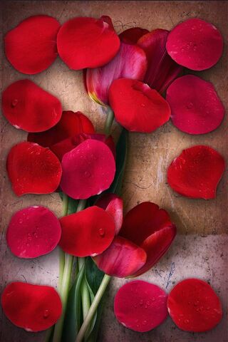 Mawar Roses