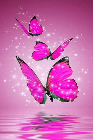 핑크 나비