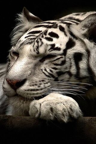 The Majestic Tiger: Kin..
