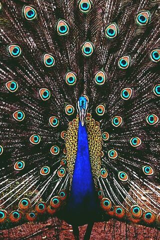 Hd Peacock