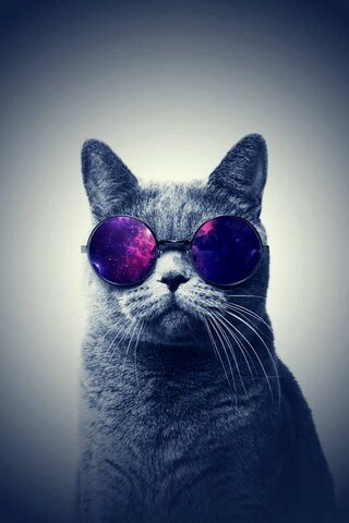 Cool Cat Wallpaper  Download to your mobile from PHONEKY