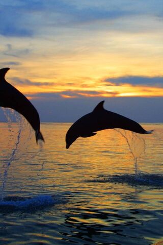 Dolphin Dreams: A Splas..