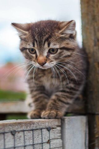 Adorable Whiskers: The ..