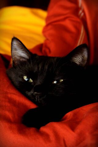 Whiskers of Wonder: The..