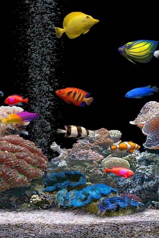 Underwater Wonders: The..
