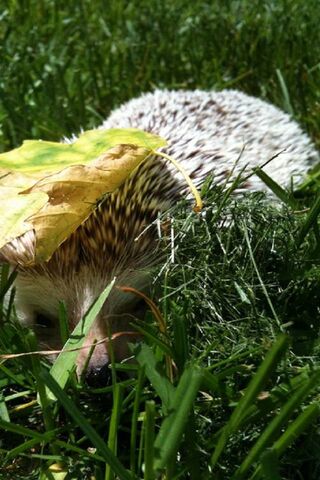 Adventures of a Curious Hedgehog 🌿
