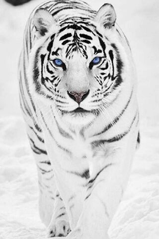 Harimau putih