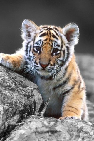 The Majestic Tiger: Kin..