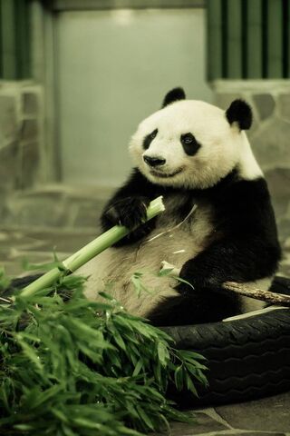 Panda lindo