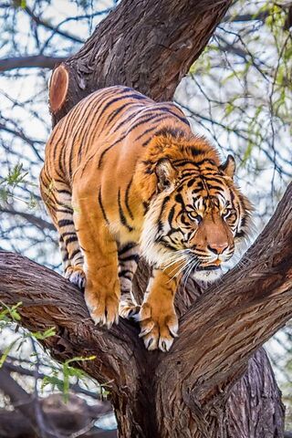 The Majestic Tiger: Kin..
