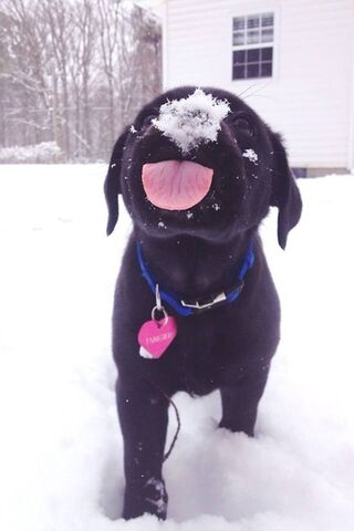 Netter Snowy-Hund