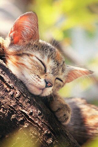 Kitty's Whiskered Adven..